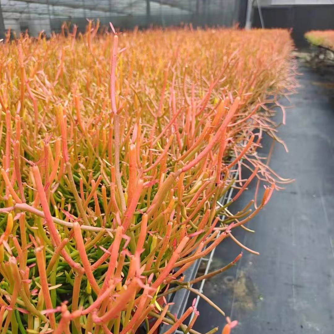 红珊瑚室内小盆盆栽多肉绿植摆设造景干旱沙生多肉植物