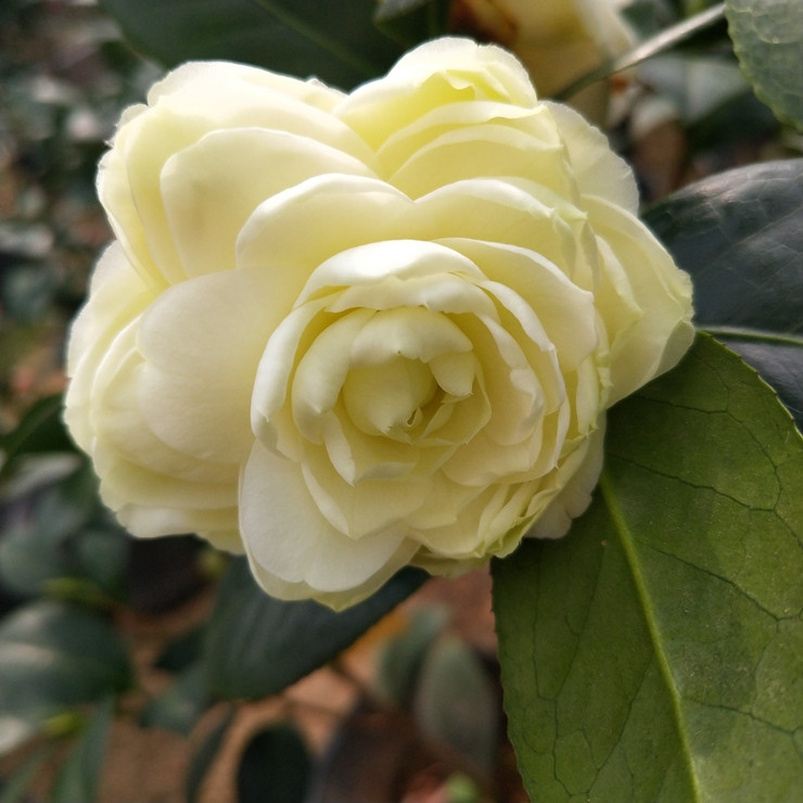 黄达山茶花盆栽树苗黄色室内名贵品种花卉阳台时令草本花卉