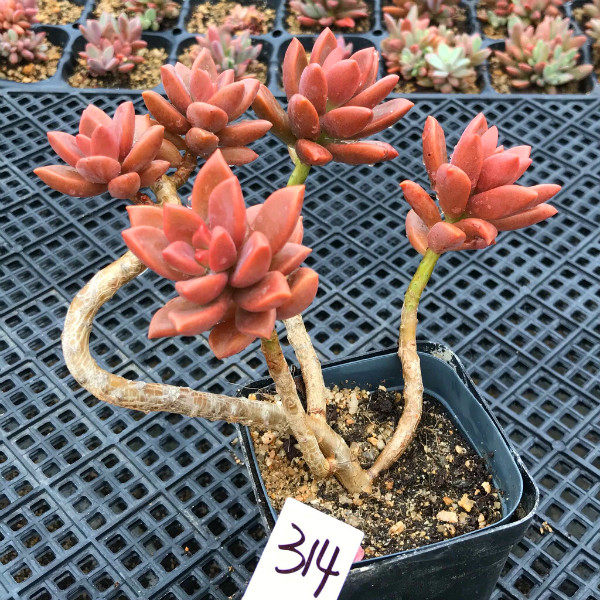 一物一拍姬胧月造型老桩悬崖桩多植物庭院组合多肉植物