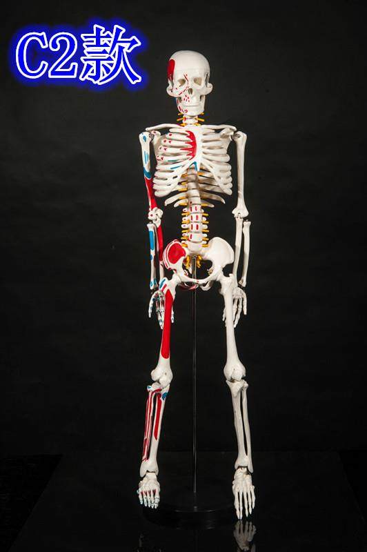 45cm小白人体骨骼模型全身骷髅骨架可拆卸挂图其他模型玩具