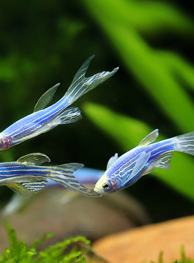 包邮长鳍长尾蝶翼斑马龙凤稀有观赏