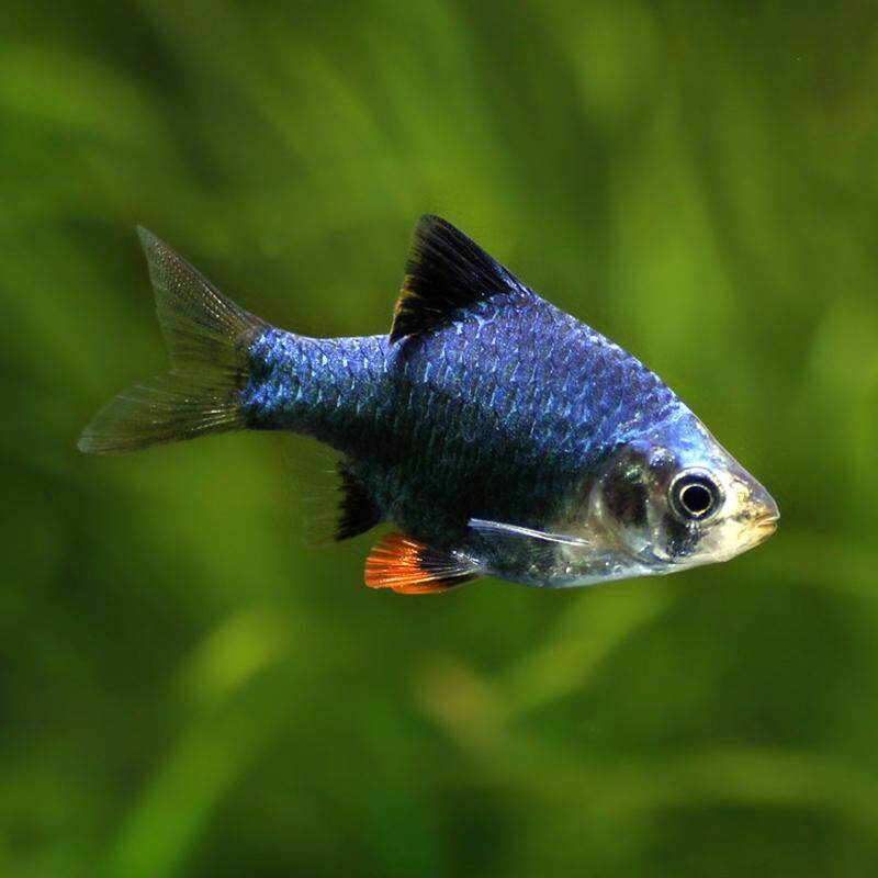 虎皮包邮热带鱼观赏鱼活体淡水好养黄虎皮鱼蓝绿虎鱼