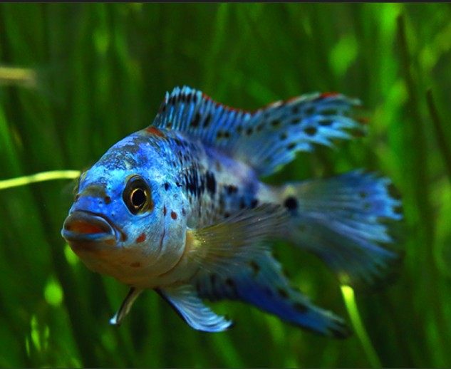 珍珠热带鱼观赏鱼南美美食土鲷银河星钻蓝钻淡水鱼