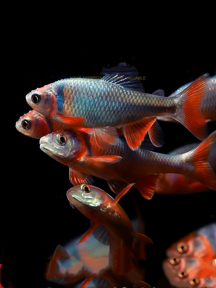 包邮彩虹精灵鱼原生冷水鱼耐寒好养卢伦真小鲤淡水鱼