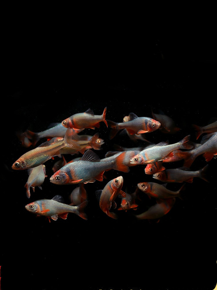 包邮彩虹精灵鱼原生冷水鱼耐寒好养卢伦真小鲤淡水鱼