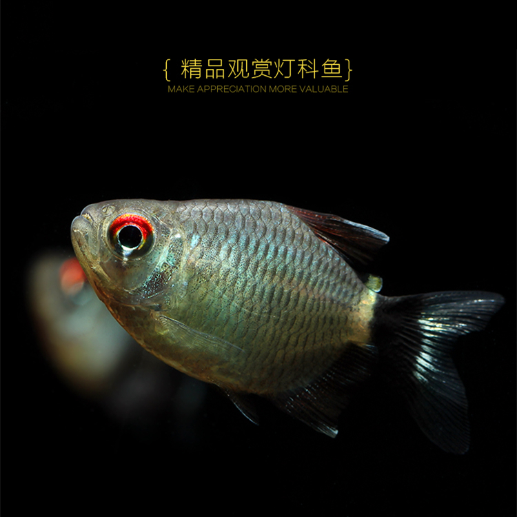 淡水热带鱼观赏鱼灯科鱼群银屏企鹅球灯赤目红眼鱼