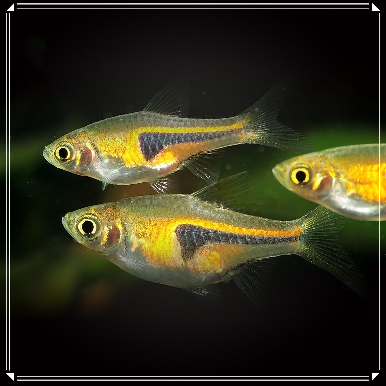 三角金三角热带鱼灯正灯鱼淡水淡水鱼鱼草中小型鱼群鱼