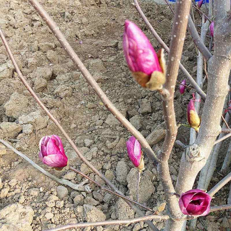 白玉兰树苗北方庭院大苗南方室内玉兰花树苗盆栽四季花卉丁香花