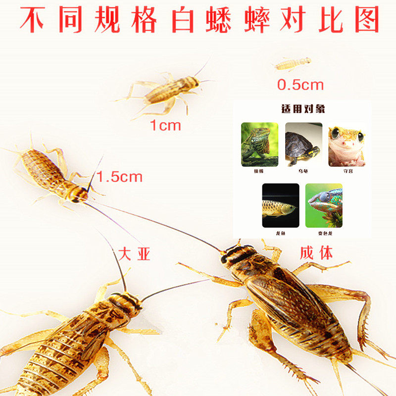 白蟋蟀龙鱼爬虫饲料活虫鸟食蜘蛛鸟蜘蛛蝎子蜈蚣蟋蟀