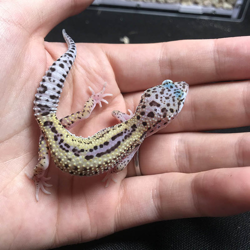 豹纹守宫幼体入门级宠物活体蜥蜴活物稀有小型爬宠无毒温顺不咬人