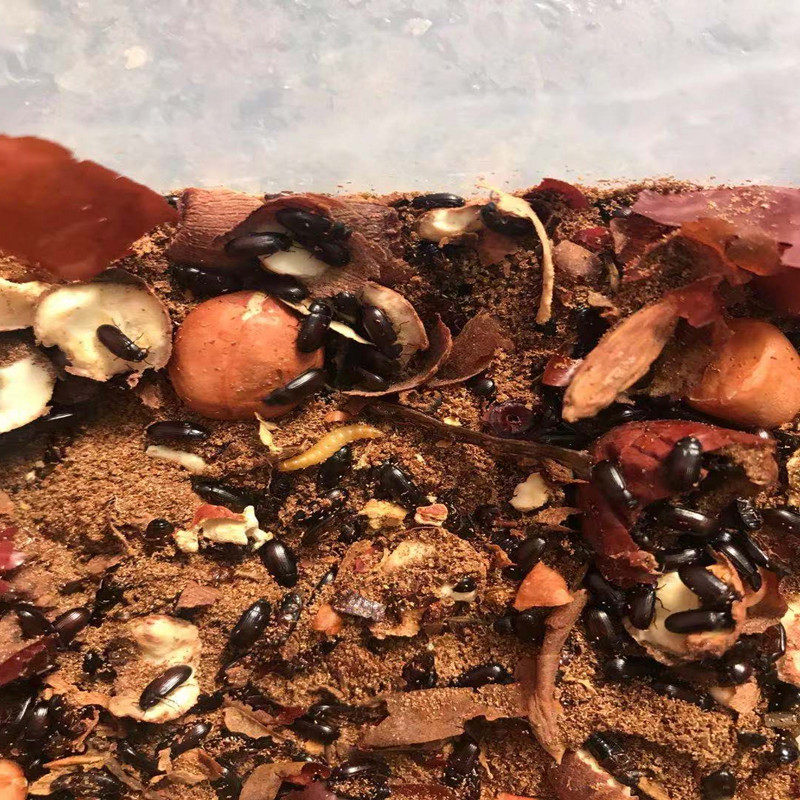 虫药九龙活体幼虫长寿药用养生洋虫宠物长命爬虫