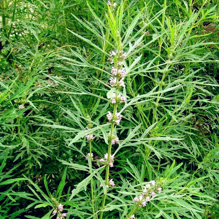 优惠券后29.8元,益母草茶嫩叶 姨妈 益母艾18年新茶 纯野生益母小叶 