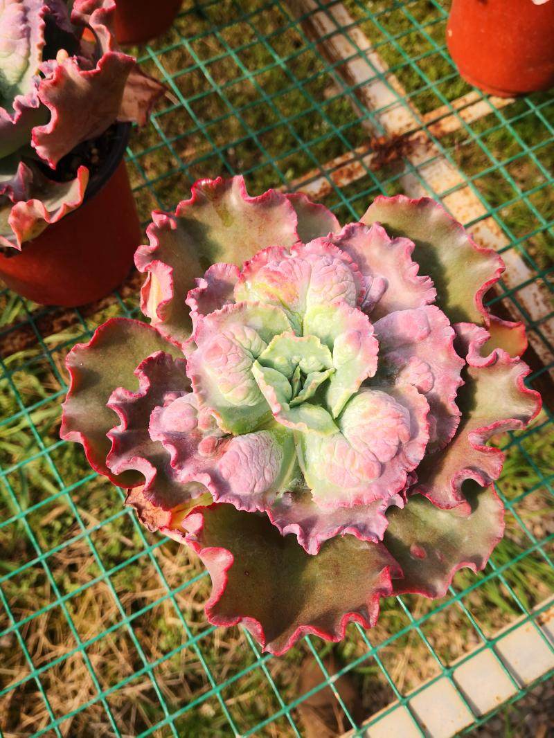 云南南多植物稀有大棚直销进口包菜嘉年华新手多肉植物