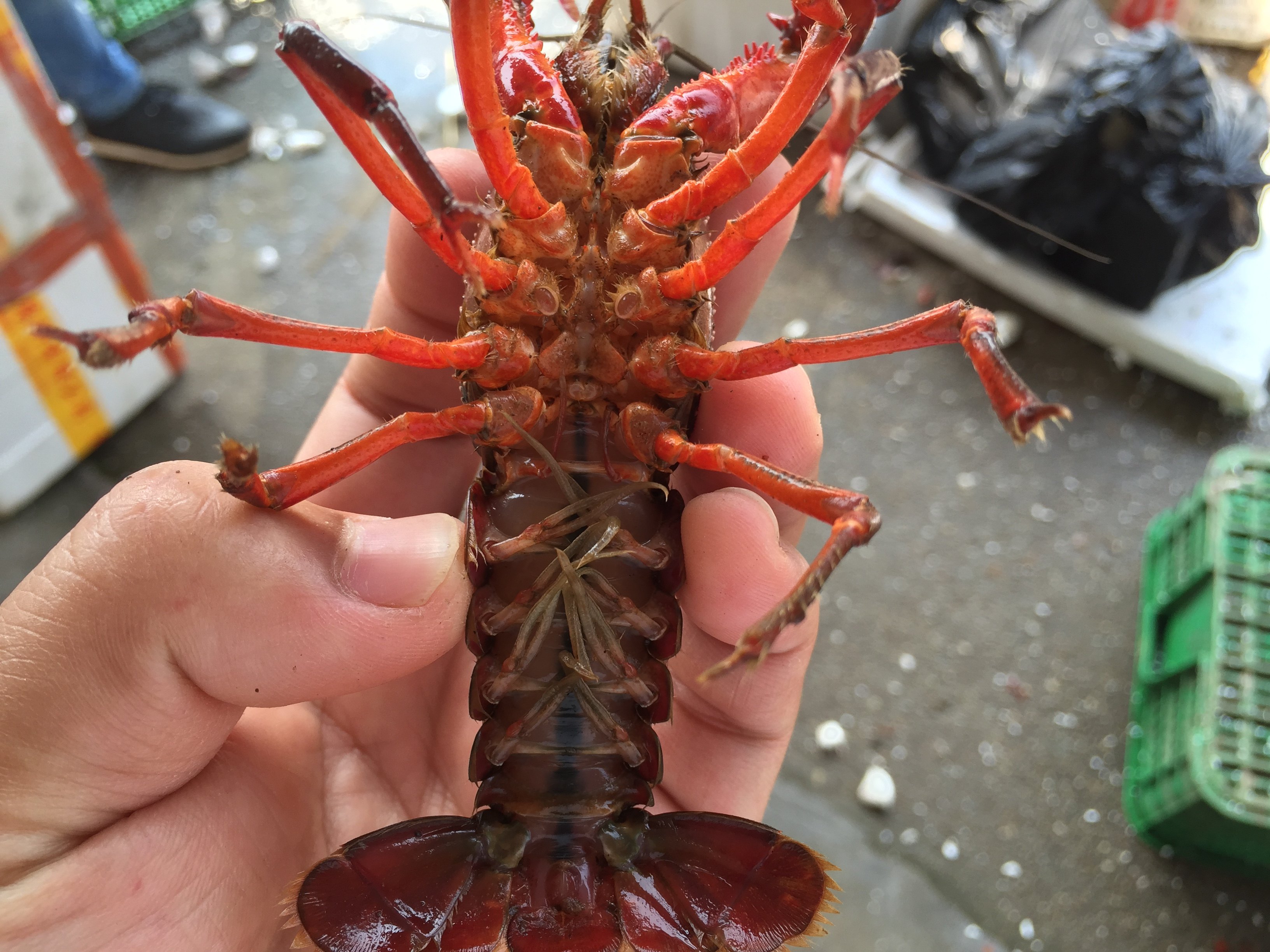 湖北洪湖鲜活小龙虾野生活虾 4-6钱活体鲜活小龙虾包邮 农户直销