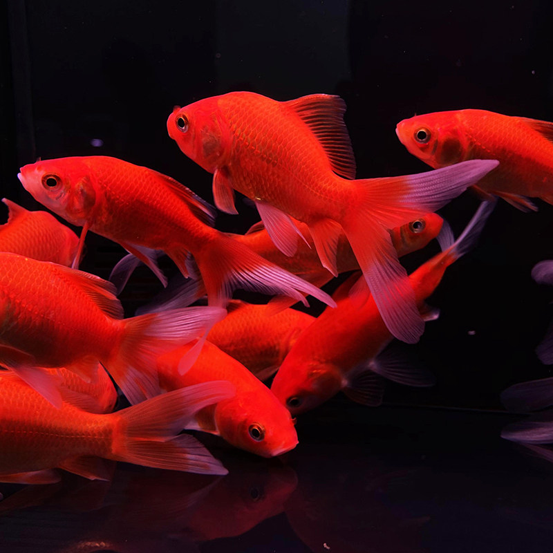 金鱼活体小金小金鱼鱼苗红草金冷冷水鱼好养耐活鱼