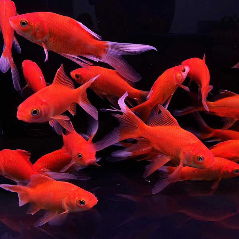 金鱼活体小金小金鱼鱼苗红草金冷冷水鱼好养耐活鱼