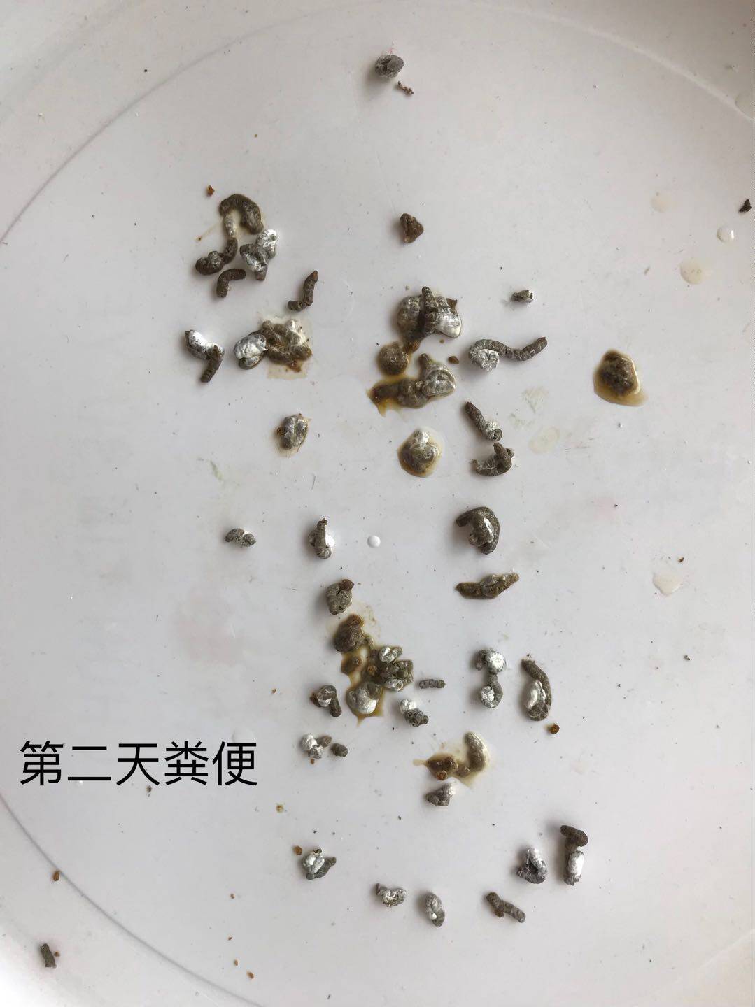 画眉鸟画眉鸟食提性壮膘专治拉稀水便肠胃消炎鸟食