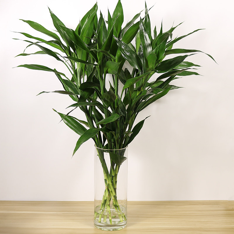 富贵竹大叶转运办公室桌面客厅水培植物花卉盆栽绿植