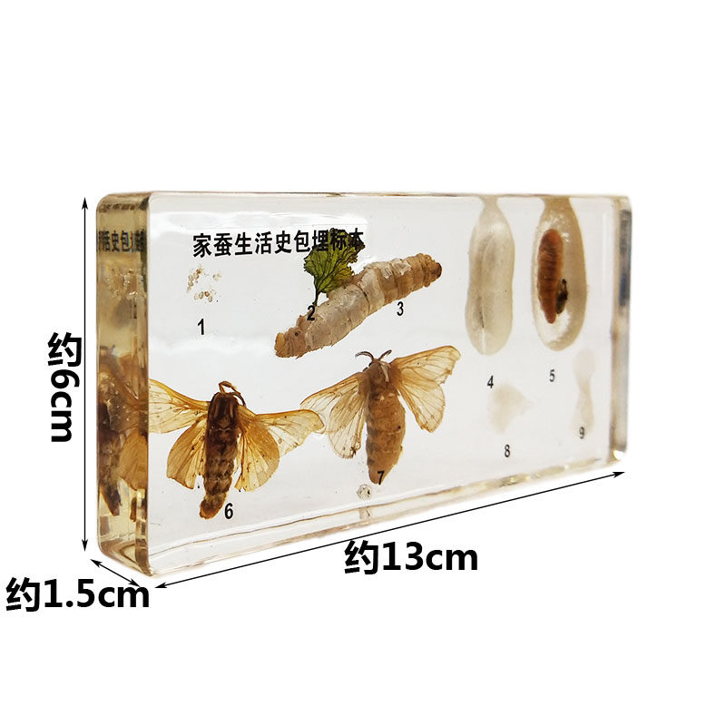 家蚕生活史标本 桑蚕 树脂包埋 小学科学教学仪器 幼教科普教具