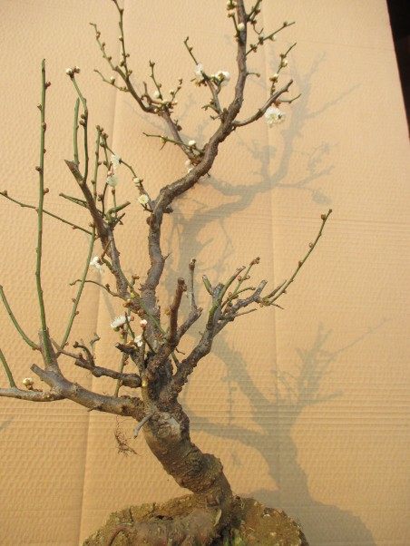 实物花卉游龙造型奇特盆栽红绿梅花盆景树桩绿植