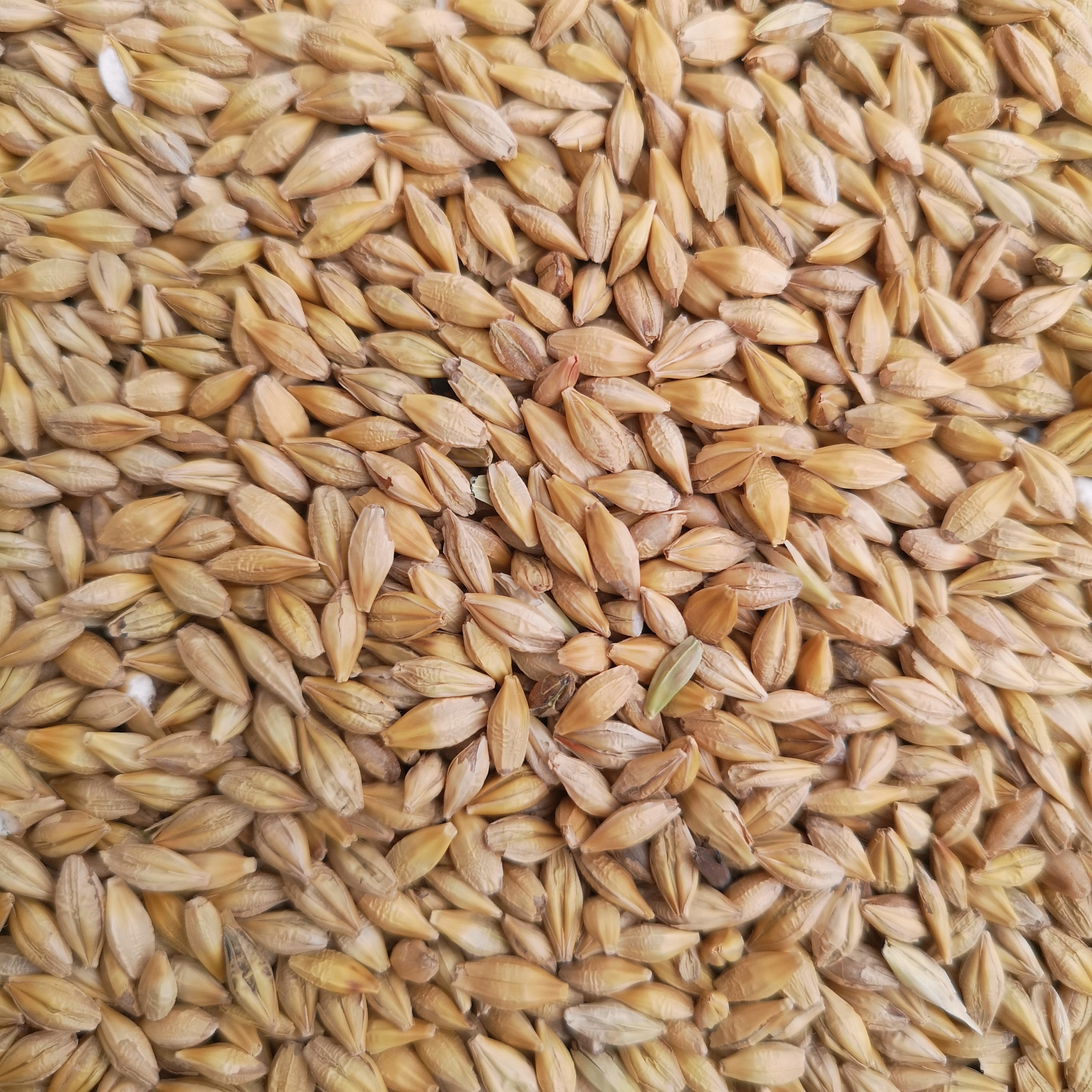 大麦鸽子一份五斤鸟食鸟粮鸟食