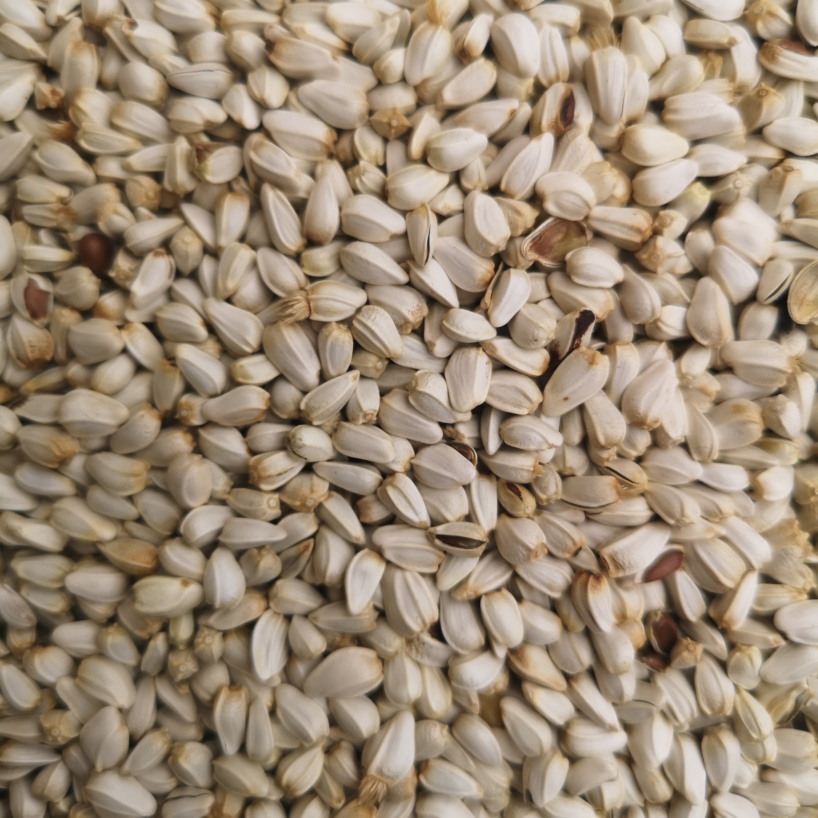 红花花籽鹦鹉玄风小太阳仓鼠鸟食鸟粮饲料鸽子鸟食