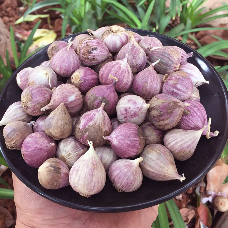 云南大理紫皮独蒜头小独蒜5斤紫皮大蒜新蒜干蒜头小珍珠独头蒜