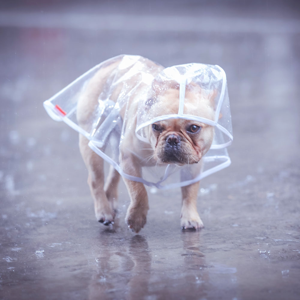 狗狗雨衣泰迪比熊法斗柯基小狗雨披小型犬四脚衣防水全包宠物雨衣