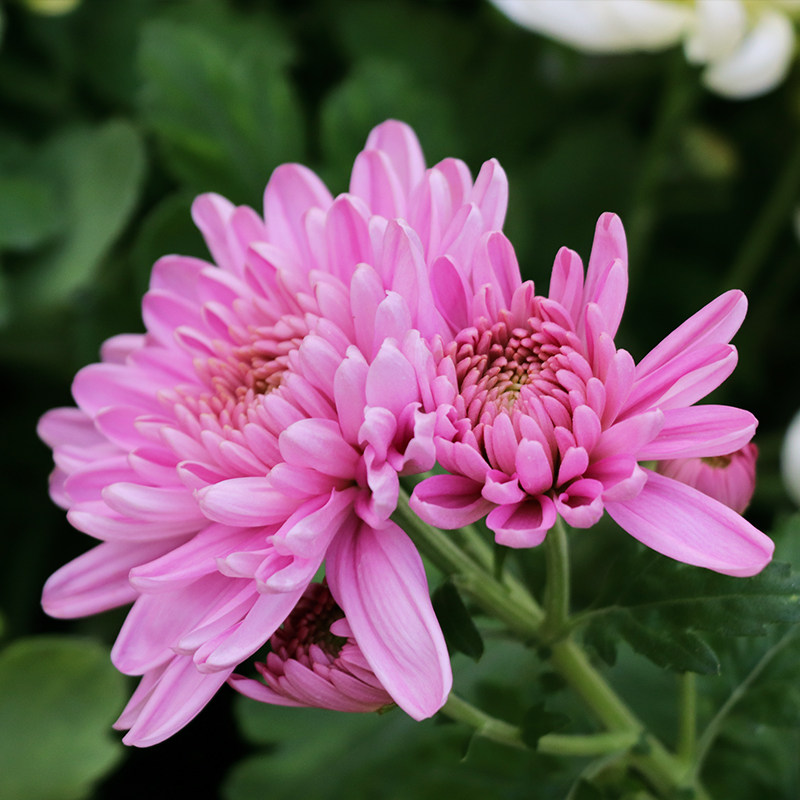 东篱园艺罗斯安娜进口菊花花苗室内外阳台盆栽时令草本花卉