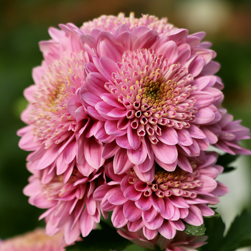 东篱园艺贝利西亚进口菊花花苗室内外阳台盆地四季时令草本花卉