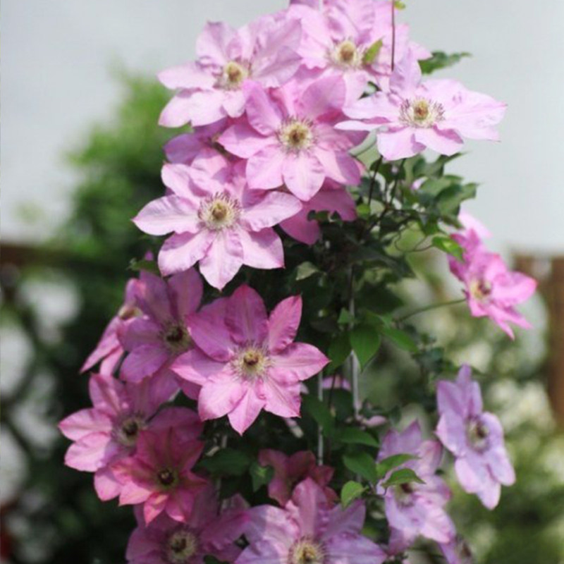 东篱园艺铁线莲瑞贝瑞贝卡卡美登中国红多多年生花园宿根