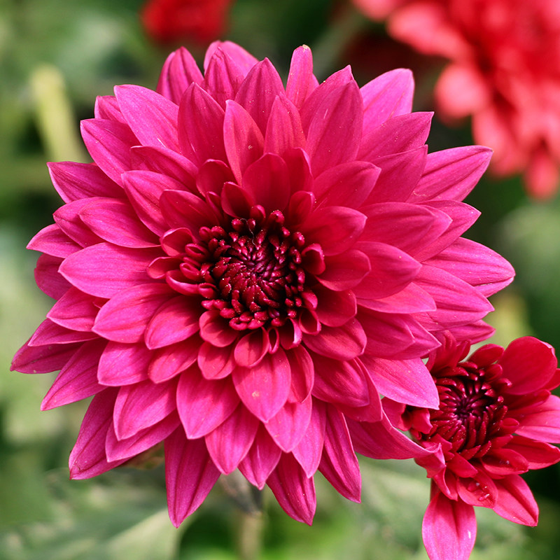 花卉东篱园艺紫旦丁进口进口菊花花苗室内外阳台时令草本花卉