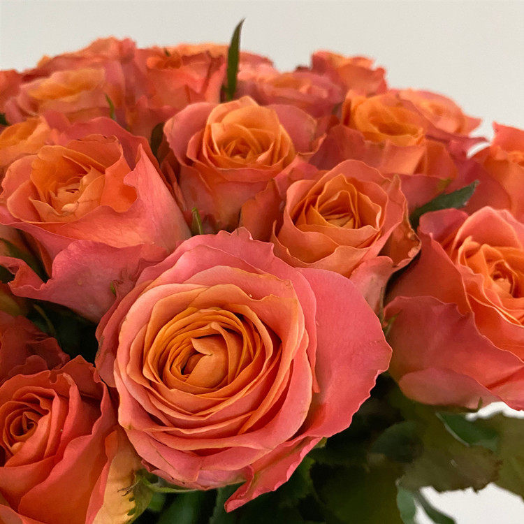 北京鲜花直送香妃玫瑰玫瑰花清新香味家居水养鲜花速递(同城)