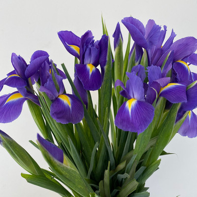 品质进口尾花鲜切蓝色花朵花苞发货优雅美丽北京同城鲜花速递