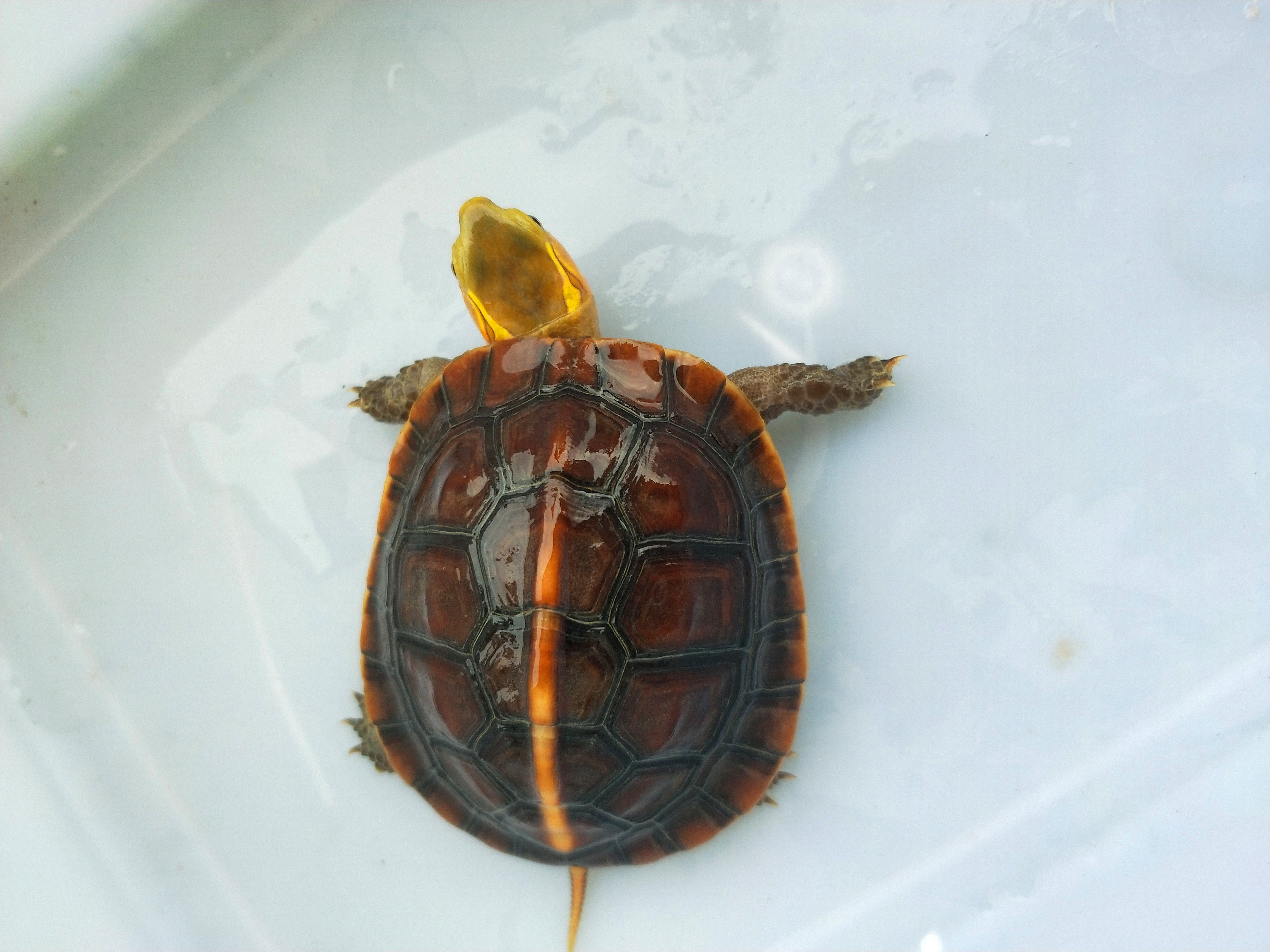 直拍无效宠物小乌龟水龟观赏易养龟包邮龟