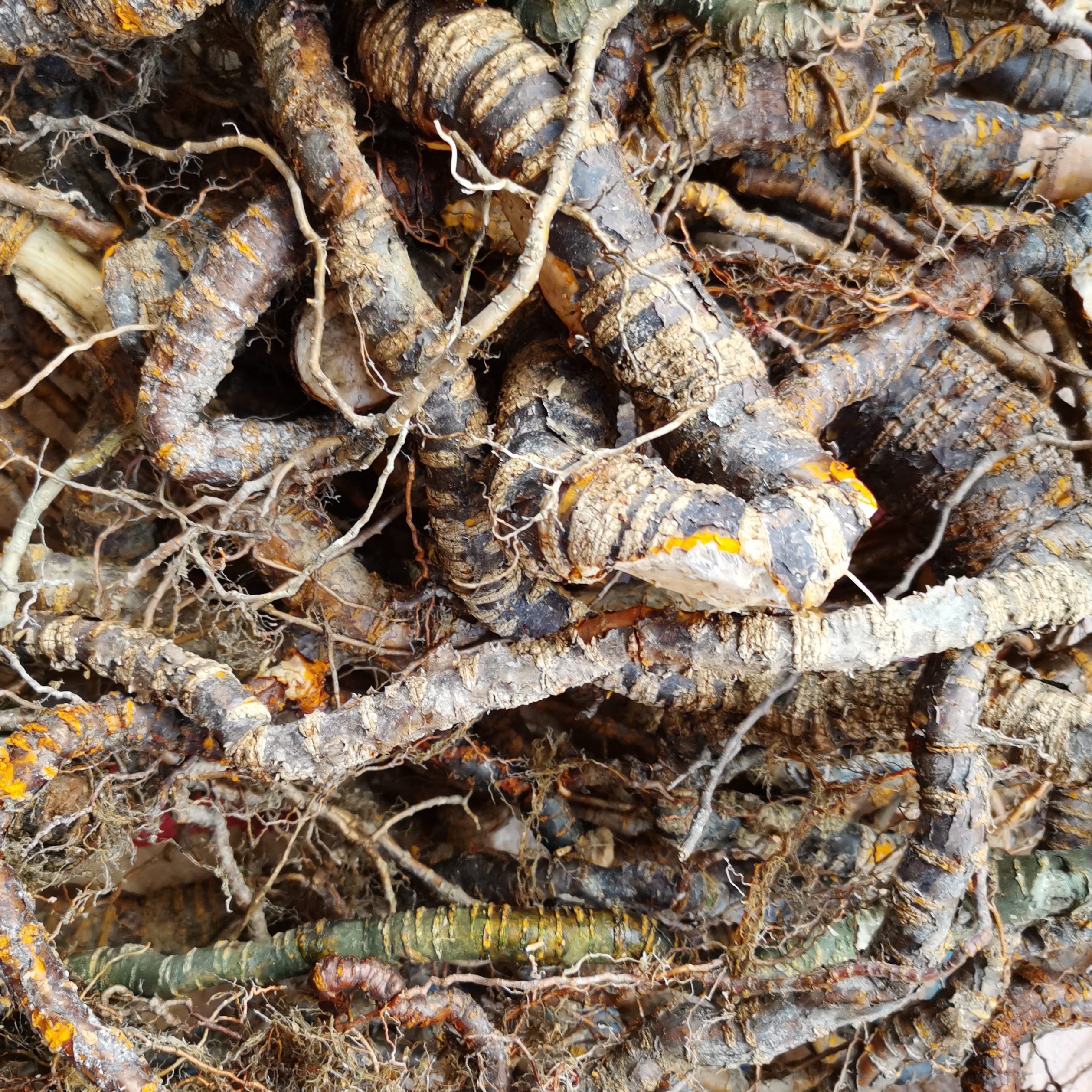 野生南蛇穿山过山黄果藤天然中草药纯晒干500克其他药食同源食品