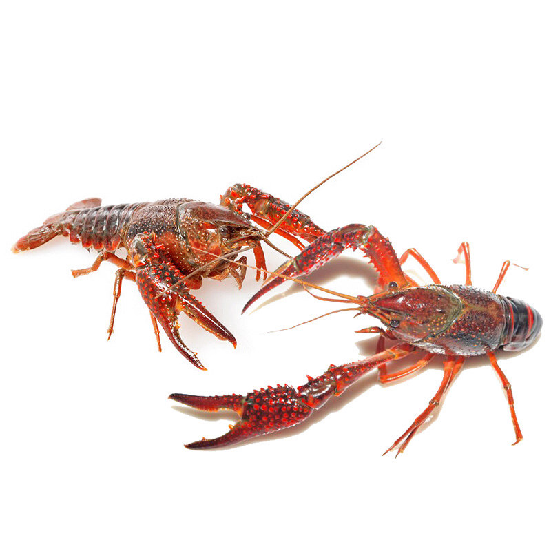 波士顿龙虾鲜活大龙虾特大波龙奥龙海鲜水产活体鲜活澳洲进口龙虾