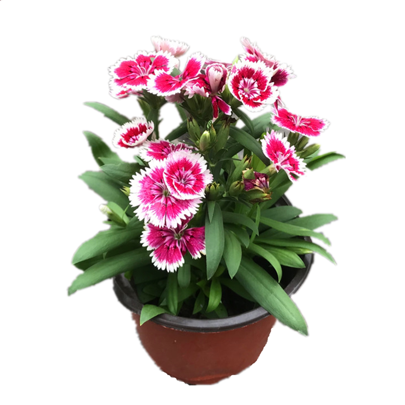 五彩石竹花盆栽室外阳台庭院植物花卉花卉