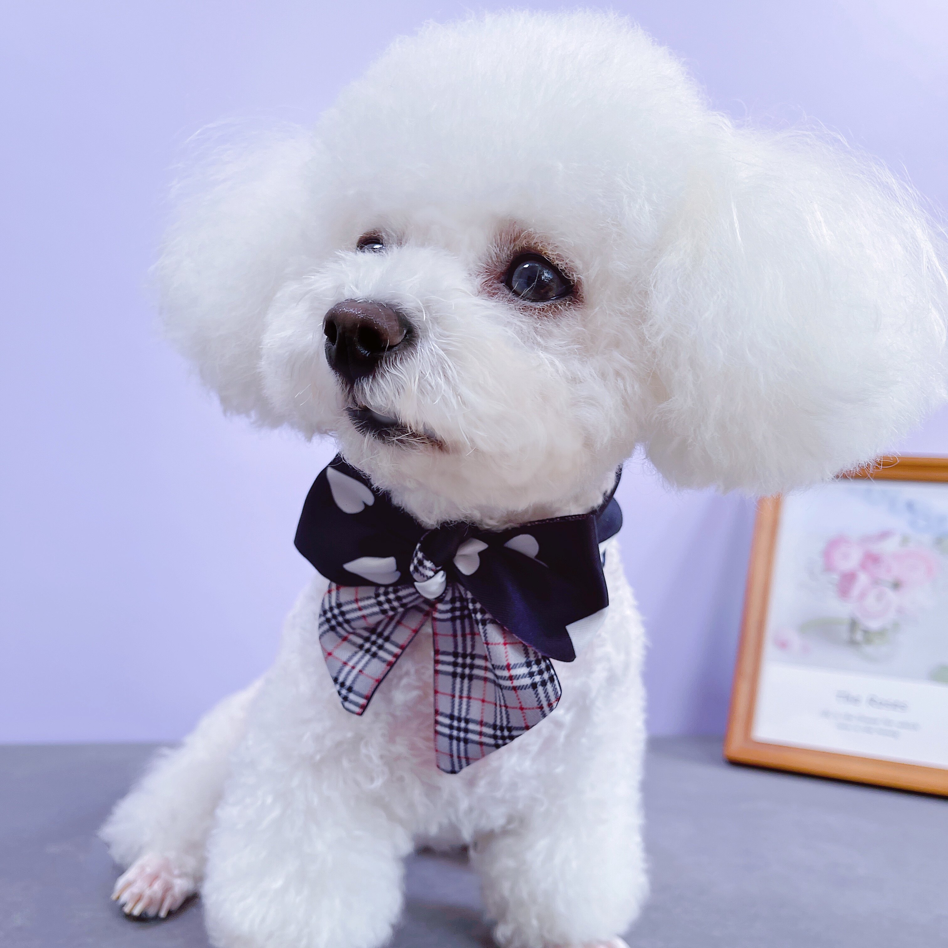 潮牌围脖小型狗狗猫咪博美长款熊博美迪比泰迪狗宠物服装