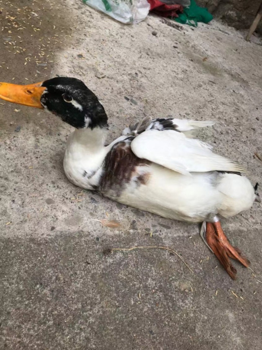 安徽农家散养放养芦鸭土鸭大白鸭子顺丰新鲜现杀红烧专用仔鸭肉