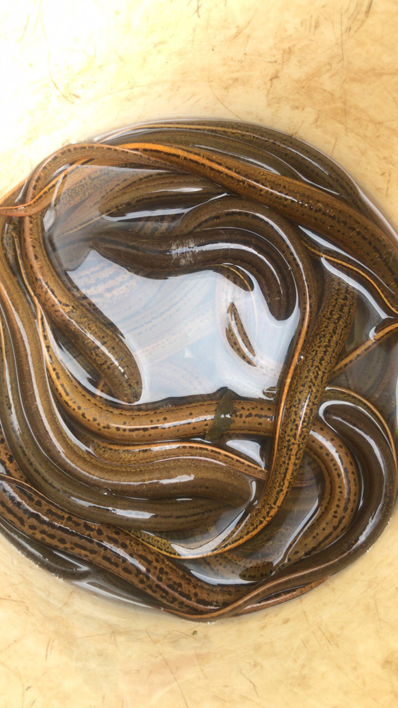 安徽池州鲜活水产大黄黄鳝无污染天然健康顺丰淡水鱼类