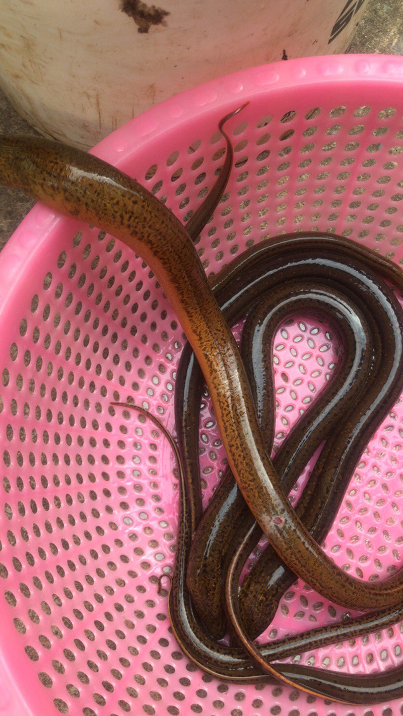 安徽池州鲜活水产大黄黄鳝无污染天然健康顺丰淡水鱼类