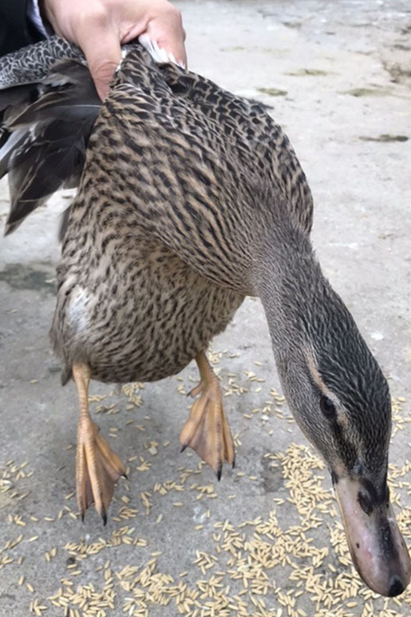 鸭肉安徽农家养老鸭子麻鸭养殖两年土老老母鸭肉