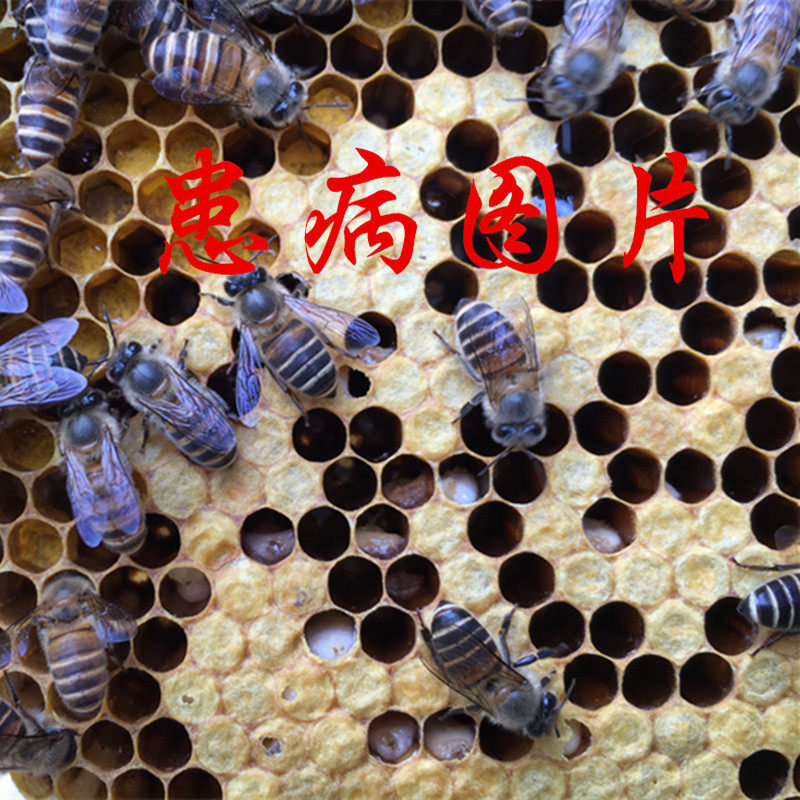 蜜蜂烂子病药中囊一号囊状欧洲美洲幼虫病药幼虫病克星快速有效