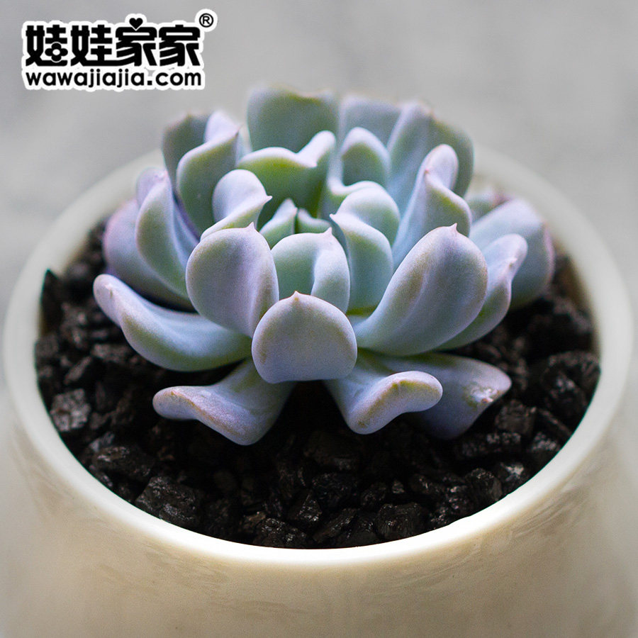 娃娃家家 特玉莲品相多肉植物组合新手肉肉植物绿植