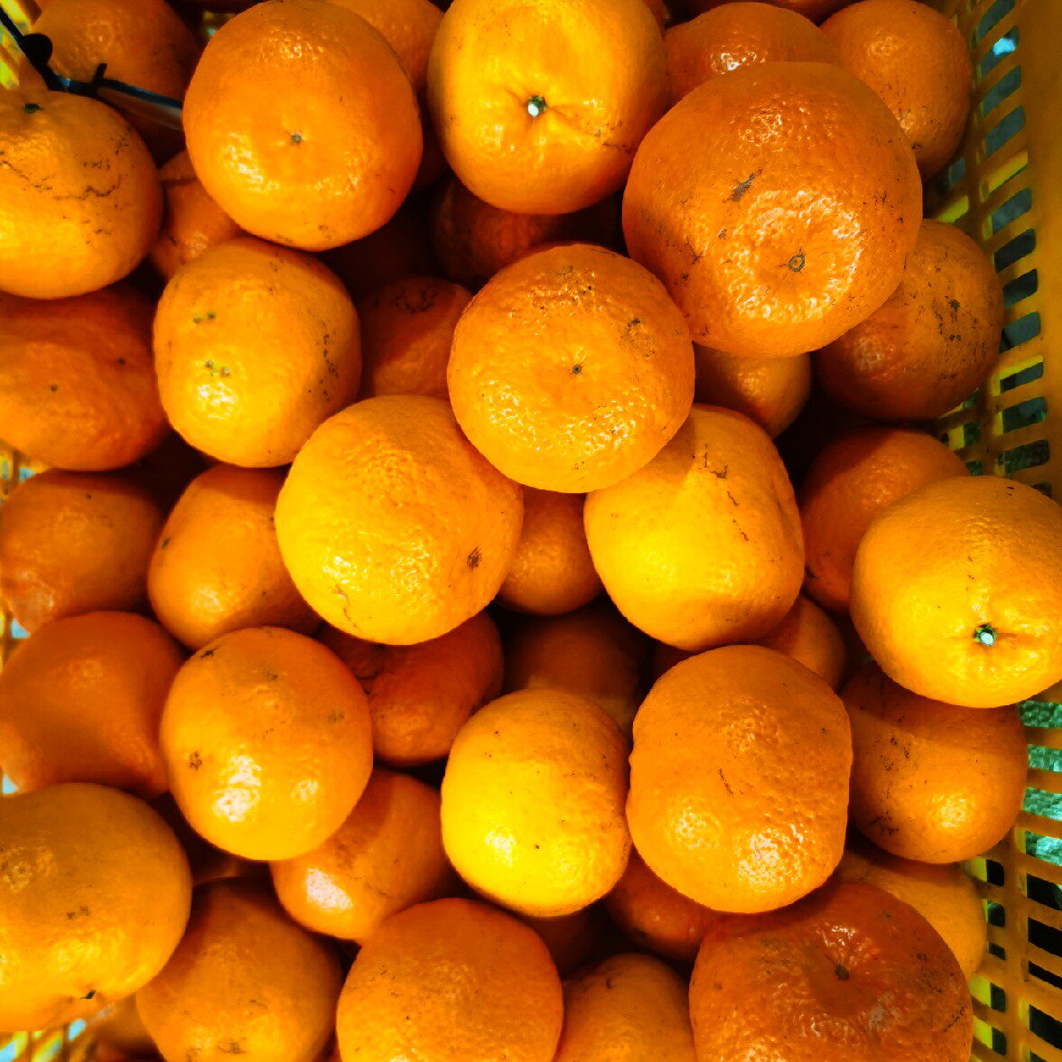 不打云南南沃柑纯甜花花斑高原新鲜橘桔橙子桔子
