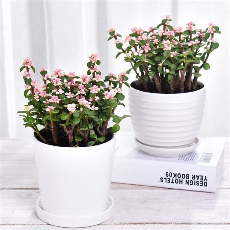 全年开花的花四季花盆栽好种易活植物阳台室内室外桌面花卉耐寒