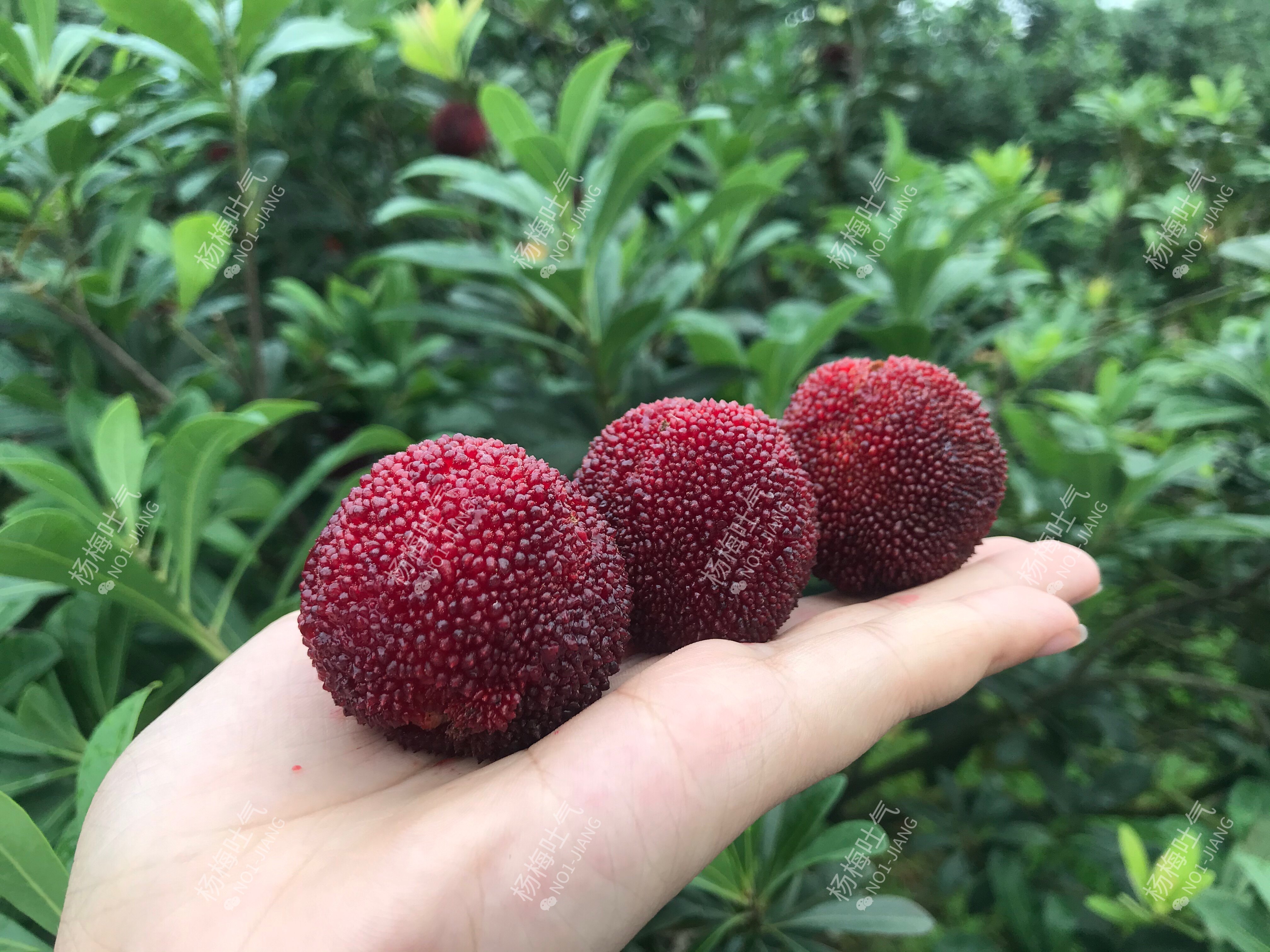 杨梅吐气仙居东魁正宗产地直销摘发顺丰冷链杨梅