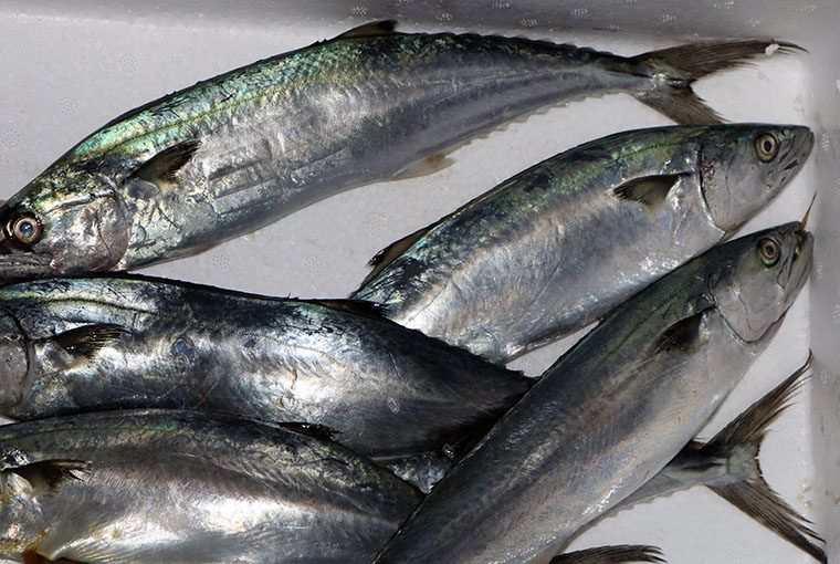 鲅鱼马鲛鱼春鲅新鲜大鲅燕鲅威海小鲅马鲛鱼