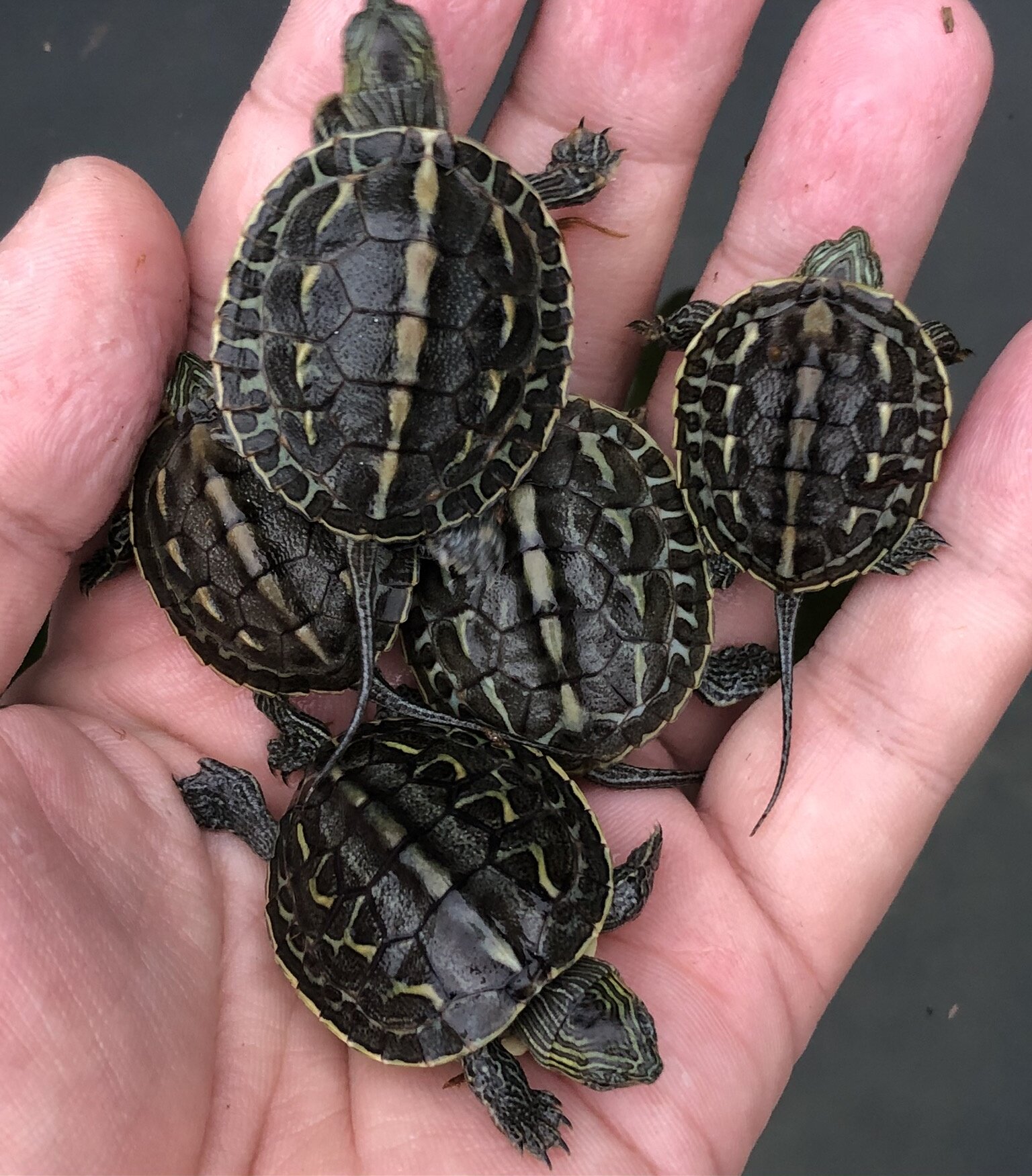 中华花龟珍珠龟大小乌龟台湾草龟深水宠物龟活龟